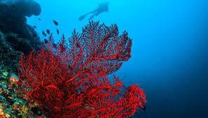 corals in the seabed