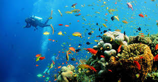 Pesca de coral