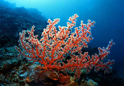 Coral rojo